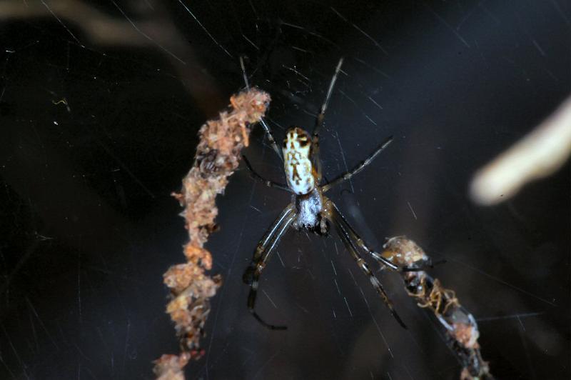 Argiope_protensa_D3568_Z_75_Mt Florence station_Australie.jpg